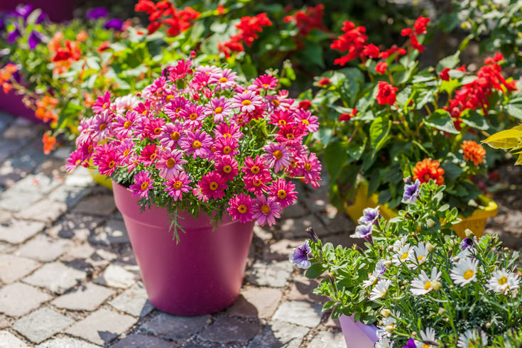 Pink flowering annual in a bright pink pot sits on a path in a flower garden