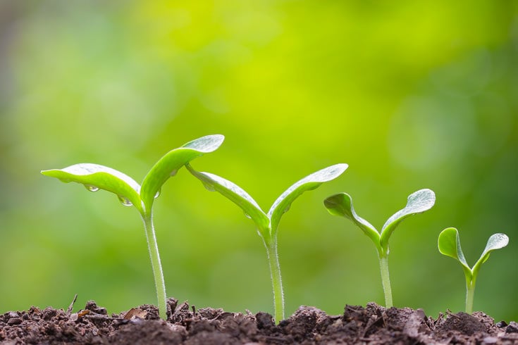 A series of seedlings in different stages of growth.