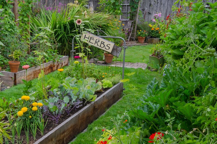 Vegetable, herb and flower garden growing in raised beds. The bed has an old metal headboard at the end.