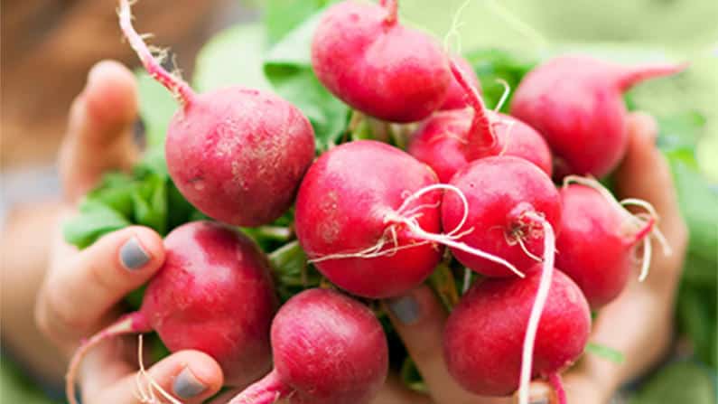 a new gardener holding a bunch of radishes