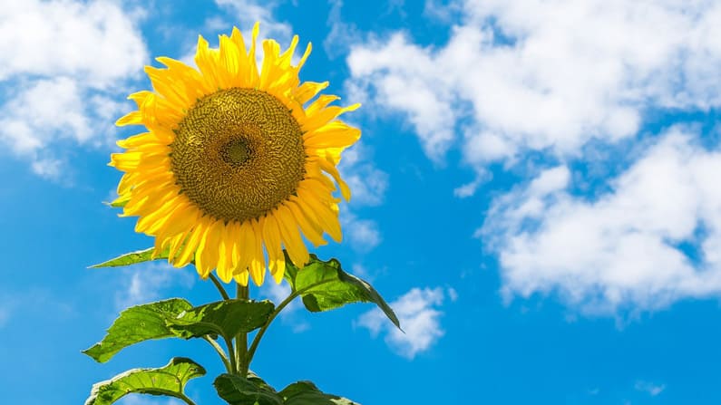 Sunflower against a partly cloudy sky,