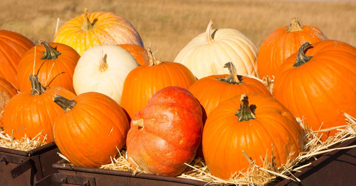 pumpkins in november yard