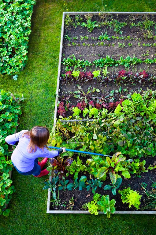 Garden Planning Simplified Challenge 7