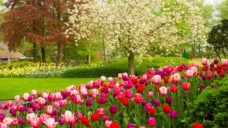 Red tulips and crabapple tree in march garden.