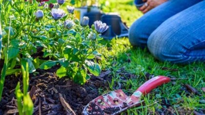 woman mulching a flower garden