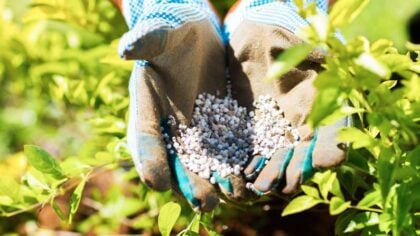 woman holding fertilizer in her hands in the garden to explain what is NPK?