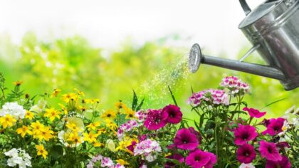 watering can watering plants while away