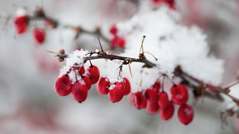 snow covered berries in a february garden
