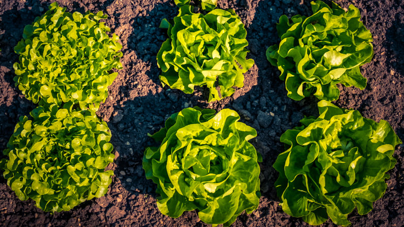 lettuce grown with square foot spacing