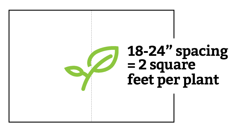 Square Foot Garden Spacing: What You Need To Know To Succeed