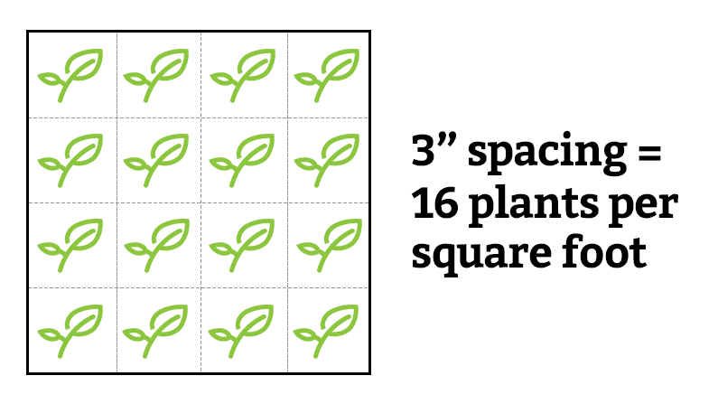 Square Foot Garden Spacing: What You Need To Know To Succeed