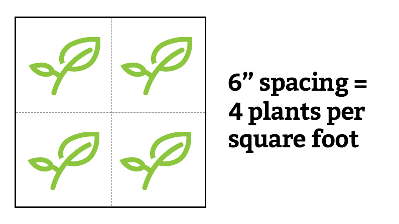 Square Foot Garden Spacing: What You Need To Know To Succeed