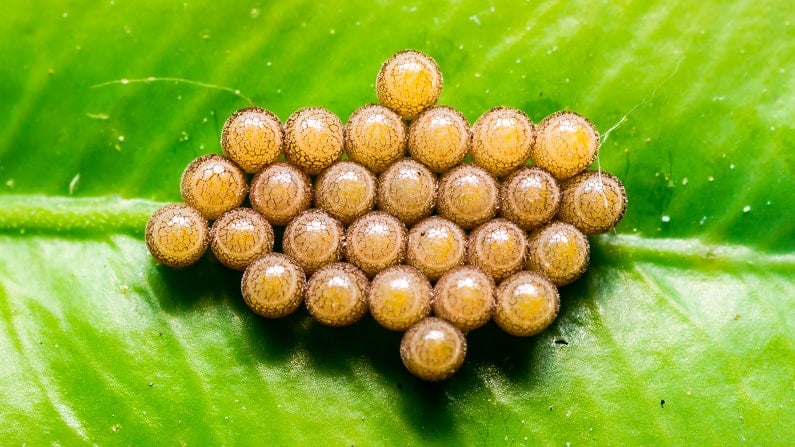 butterfly eggs on a leaf left in a garden during fall clean up