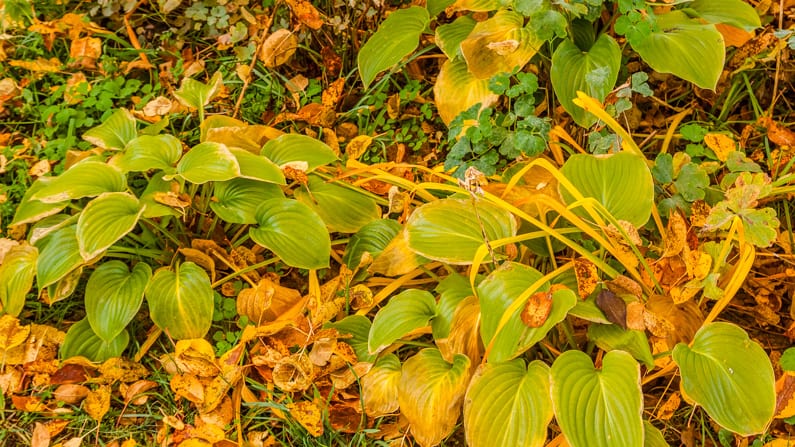 perennials in a fall garden