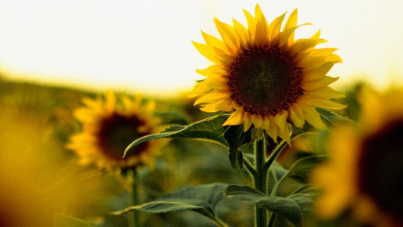 sunflowers in a fall garden during clean up