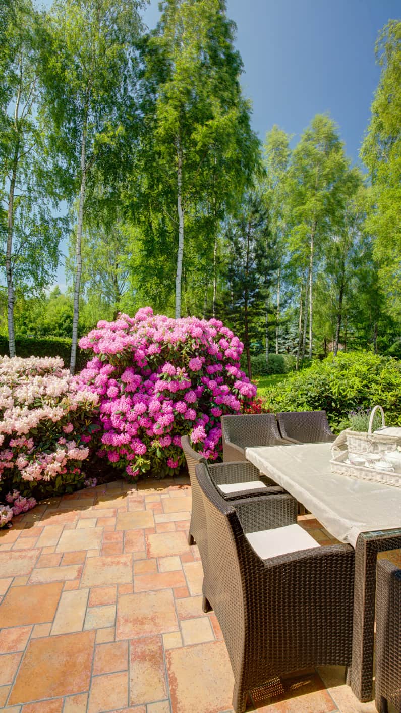 garden patio with tall trees in the background