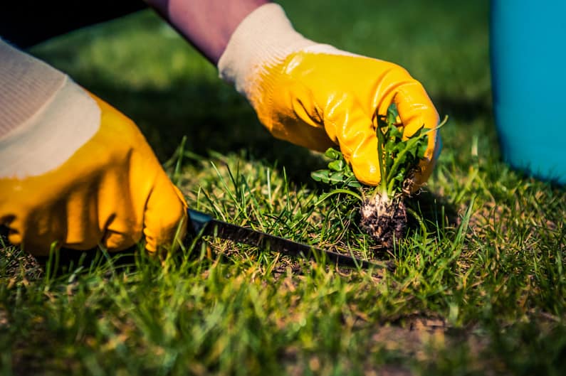 Long Handle CobraHead Weeding Tool :: Allows users to stand upright while  gardening, weeding