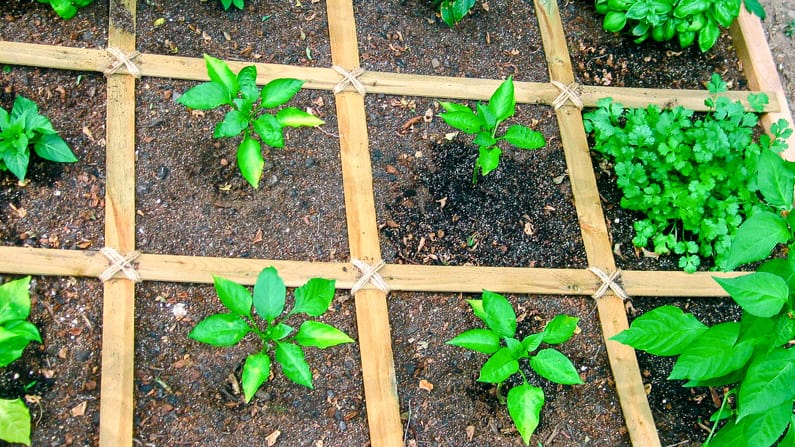 Square Foot Garden Spacing: What You Need To Know To Succeed