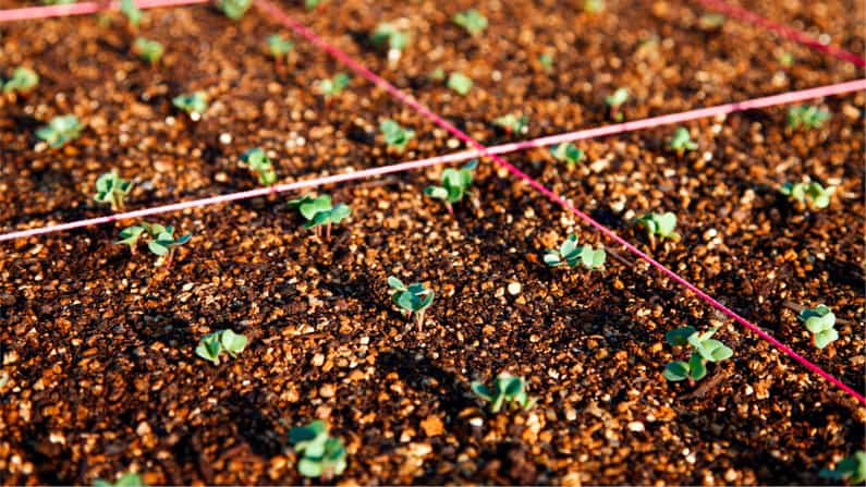 Square Foot Garden Spacing: What You Need To Know To Succeed