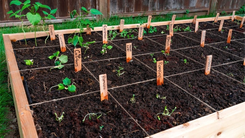 Image of A gardener measuring the spacing between tomato plants in a raised bed