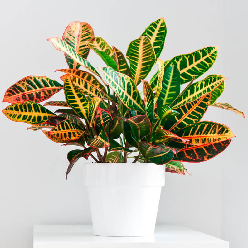 a colorful houseplant growing in a house in February