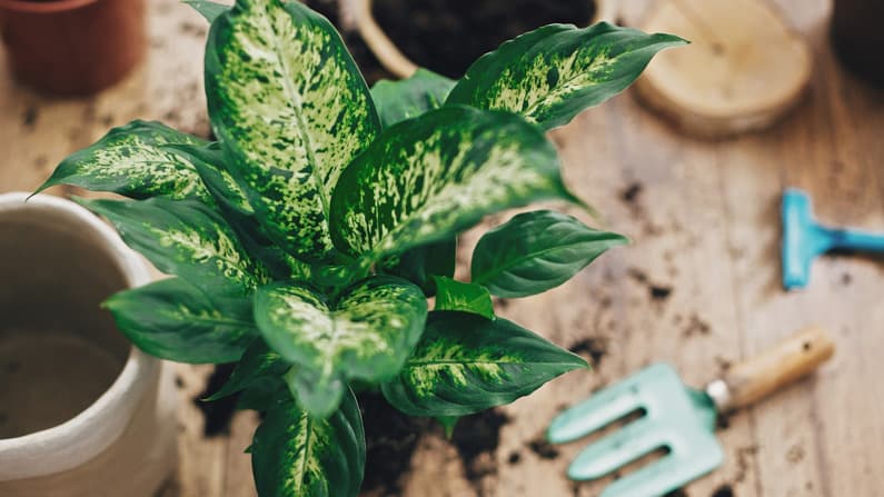 houseplant sitting on a table waiting to be repotted