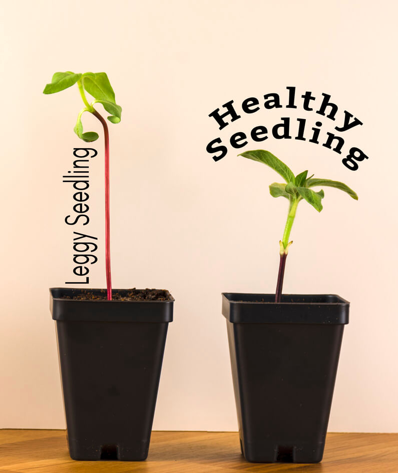 a leggy seedling compared to a healthy seedling