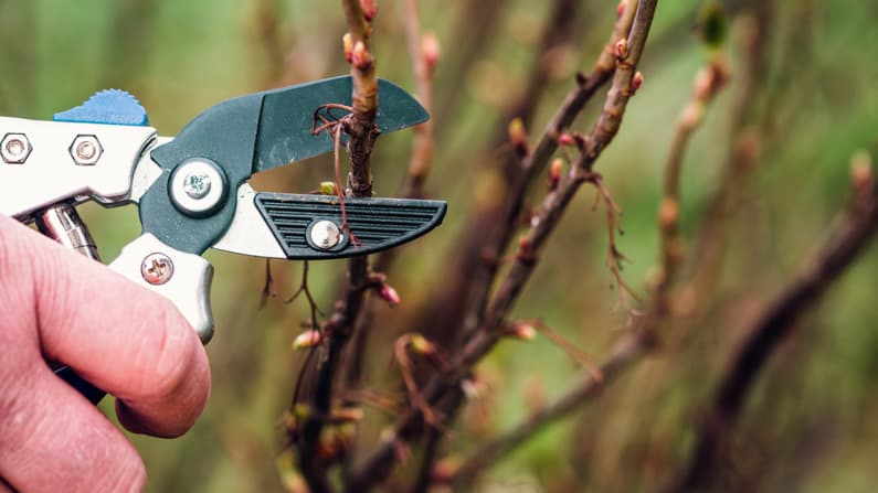 a man pruning shrubs in March