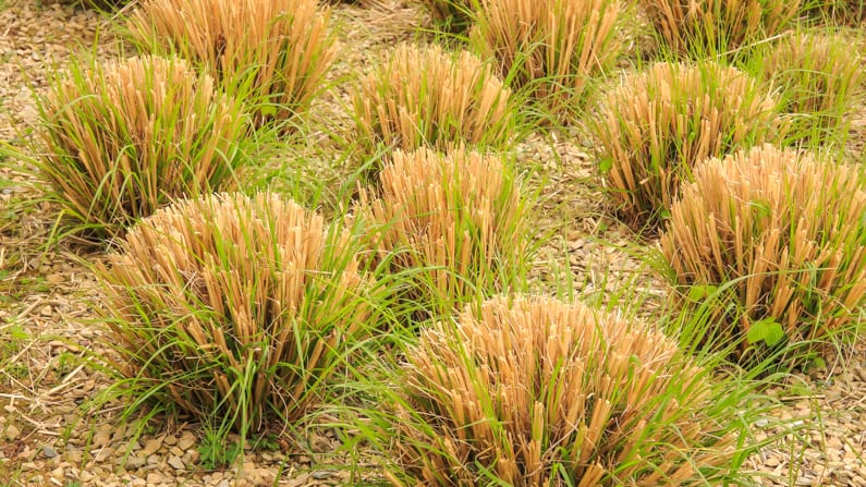 a garden of ornamental grasses that were trimmed in March