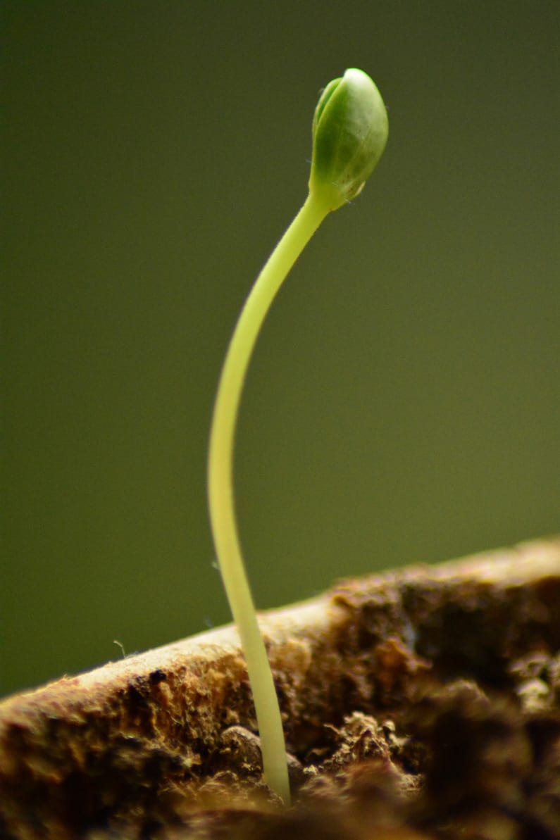 closeup of a spindly seedling that won't grow into a healthy plant