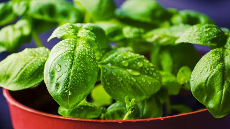 a closeup of basil seedlings started in February