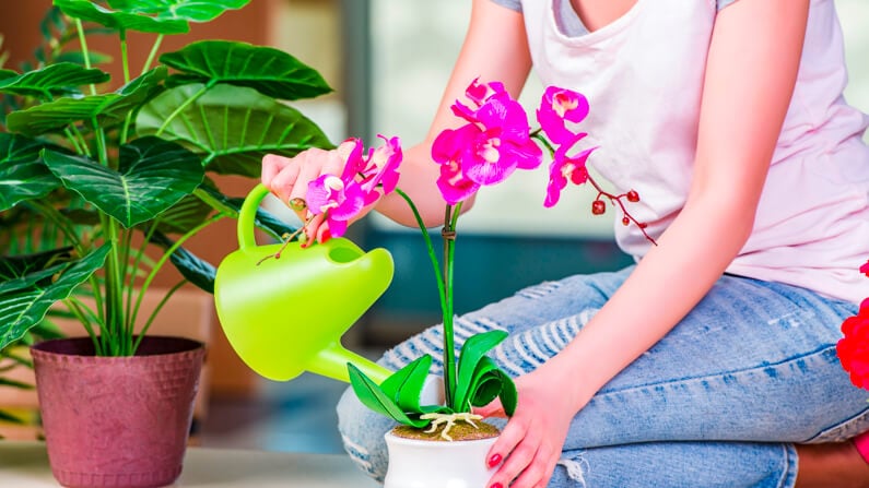 woman planting an orchid in a pot