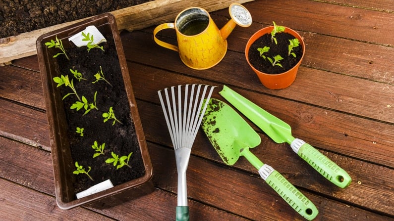 planting tools and seedlings on a table