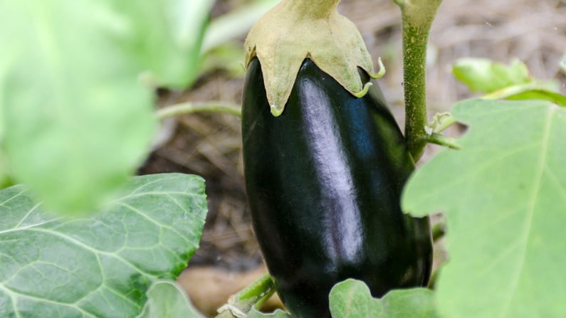 globe eggplant growing in a square foot garden