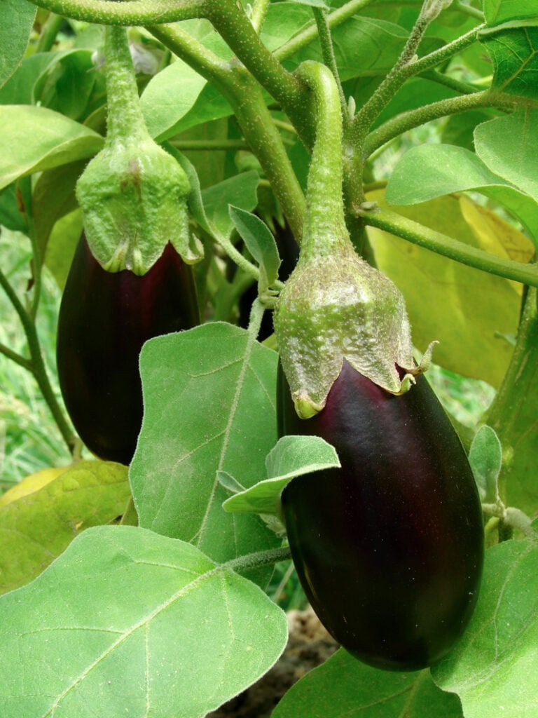 How to Grow Eggplant in Your Square Foot Garden [+Free Chart]