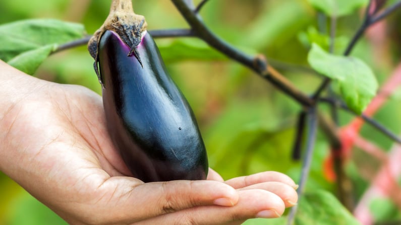 How to Grow Eggplant in a Square Foot Garden [+Free Chart]