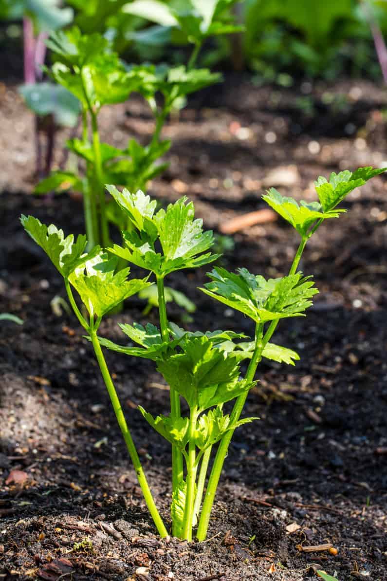 celery growing in a square foot garden