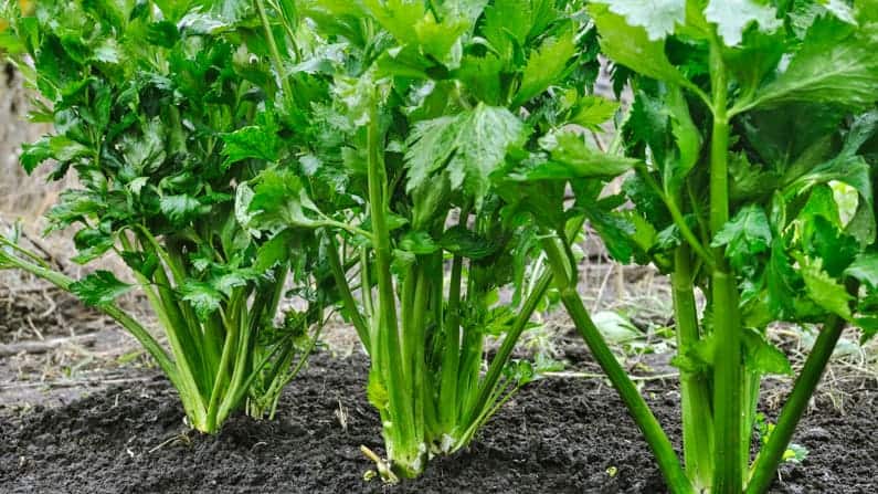 celery plants growing in a square foot garden