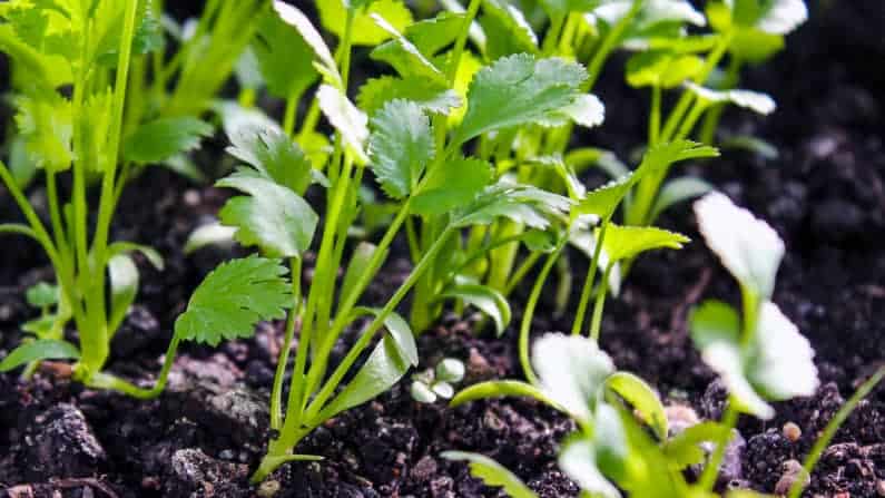 celery seedlings growing in a square foot garden