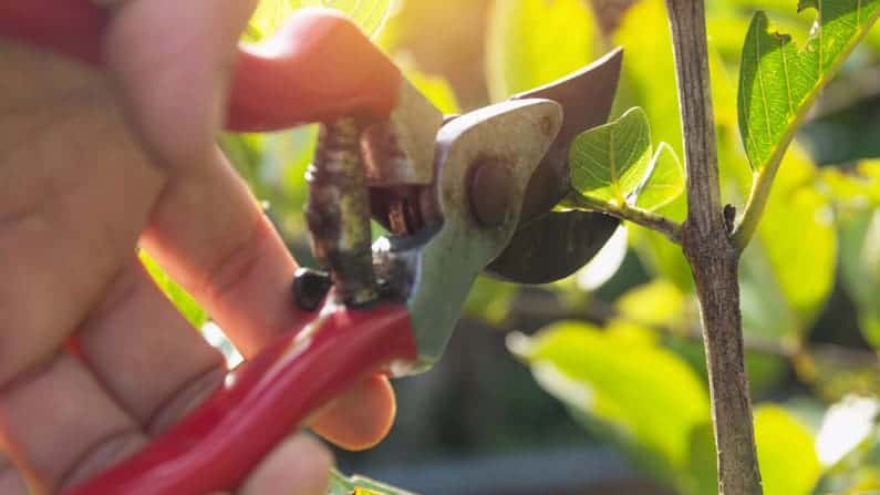 gardener holding red pruners, pruning plants