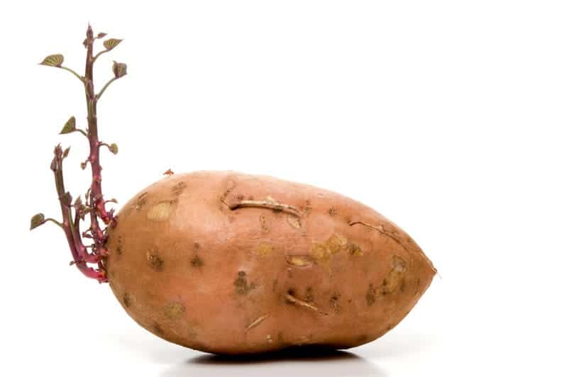 sprouted sweet potato