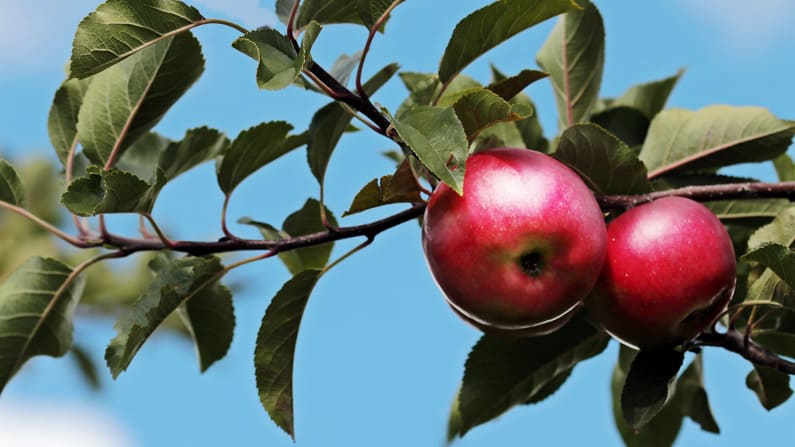 apple tree branch against a blue sky