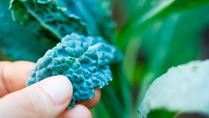 gardener inspecting a leaf of kale in a square foot garden