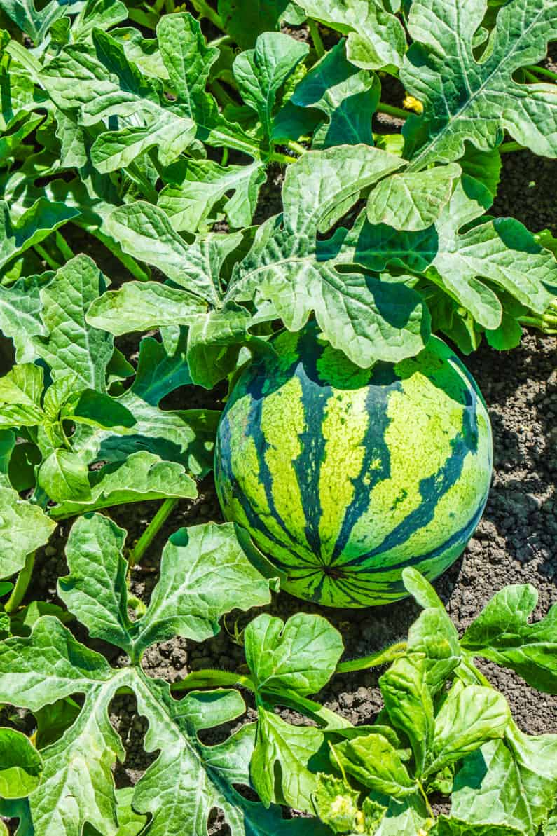 watermelon growing on the ground in a square foot garden