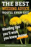 dandelions with text overlay the best weeding advice you'll ever get