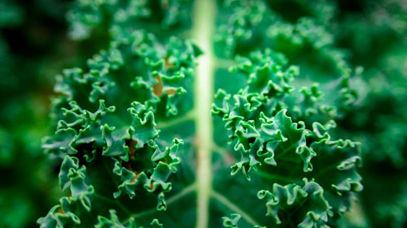 close-up of a siberian kale leaf grown in a square foot garden