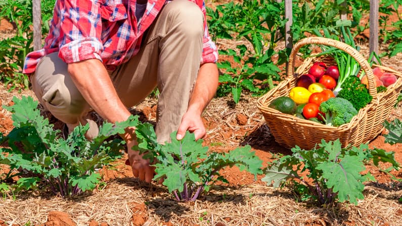 a man tending kale in a square foot garden