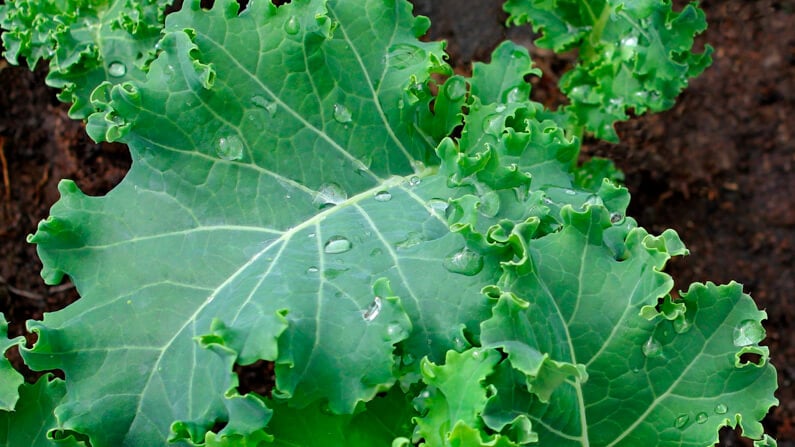 kale growing in a square foot garden