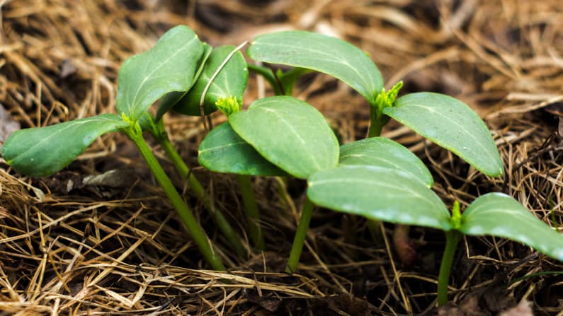 melon seedlings growing in a square foot garden