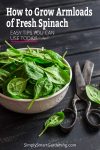 spinach in a bowl with text overlay - how to grow armloads of fresh spinach